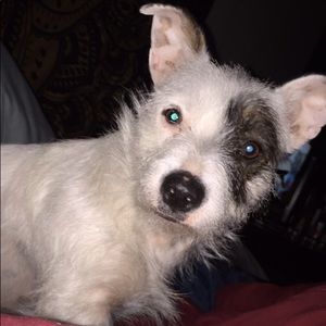 Meet your Posher, Ivy